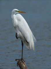 Great Egret balancing on one leg looking over his shoulder