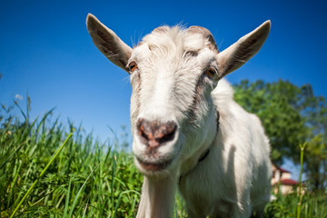 Portrait of a goat chewing
