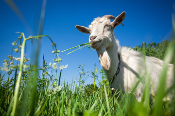 Portrait of a goat chewing