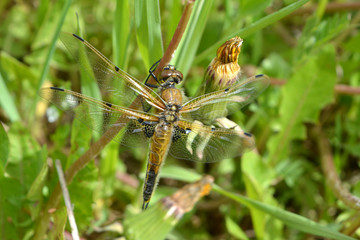 Beautiful dragonfly on the stalk of a dandelion among the green grass, insect, spring landscape, nature, macro 