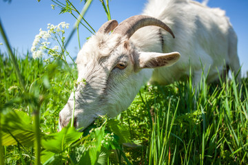 Portrait of a goat chewing © maryviolet