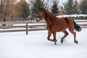 Beautiful young brown horse running in the snow