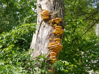 żółte grzyby  huby na drzewie