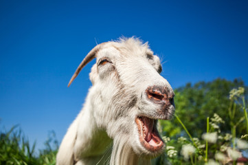 Portrait of a goat chewing