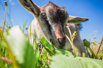 Portrait of a goatling chewing