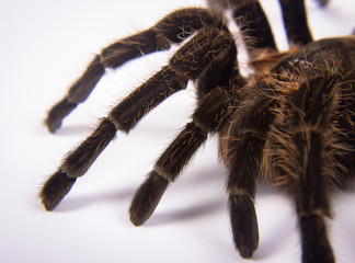Closeup of mexican spider -tarantula (brachypelma albopilosum)