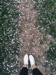 Apple blossom garden