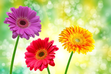 Gerber flower close up