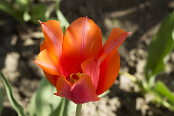 Orange Tulip in the garden, blooming spring flower