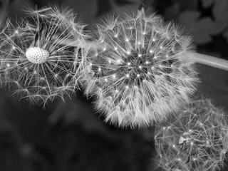 three dandelion clocks with seeds flying away