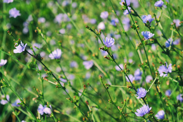 Chicory flowers