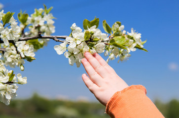Fototapeta na wymiar Child's hand touches a branch with cherry flowers