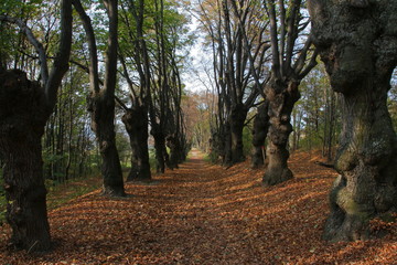 Alte Baumallee in Hornstein