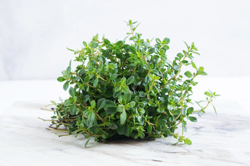 Bouquet of thyme on white background