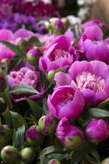 Obraz premium Peonies