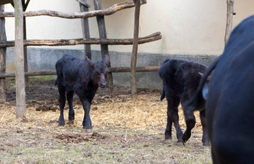 Bull, young black bulls
