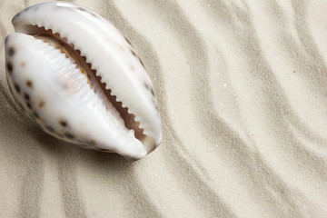 Marine summer postcard. Seashells border on sand on the beach