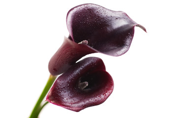 Two flowers of dark red calla