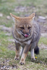 Zorro Gris (Lycalopex griseus)