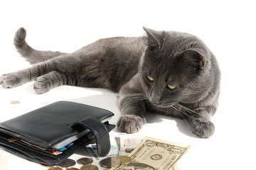 Gray cat playfully looks into the camera while laying money bills on a white background.