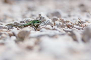 portrait of green lizard on rocks and stones