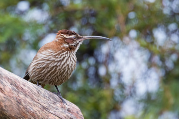 Chinchero grande (Drymornis bridgesii)