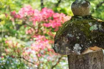 Flower Japan close-up Leaf nature Plant landscape garden white pink tree spring Park Mountain Growth Fragility Petal Springtime