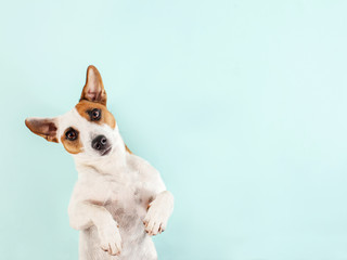 Lying dog at white