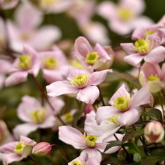Clématite des montagne 