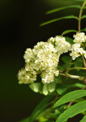 Sorbier à oiseleurs en fleurs , mèllifères 
