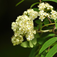 Sorbier à oiseleurs en fleurs , mèllifères 