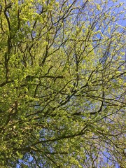 Fototapeta premium Baumspitze im Frühling