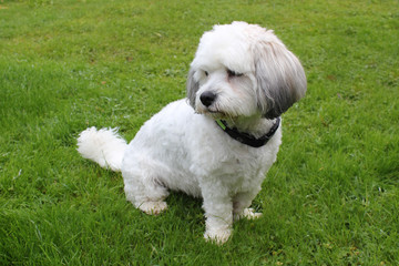 Wo ist mein Frauchen?