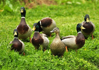 Une canne et six canards col vert 