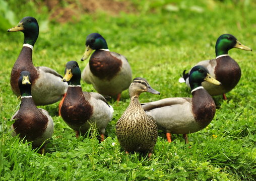 Une canne et six canards col vert 