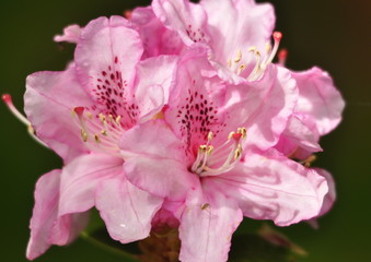 Rhododendron rose 