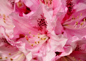 Rhododendron rose 