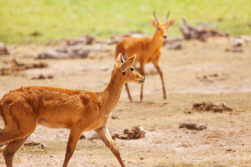 Pair of male oribi walking in Kenyan savannah