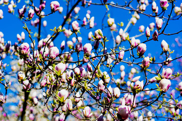Blooming magnolia branch against the bright blue sky