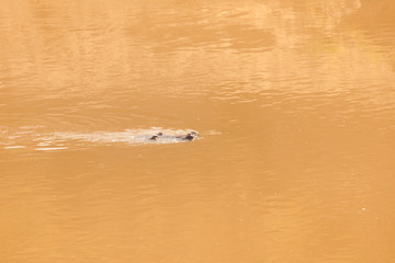 Fototapeta premium Nile crocodile swimming through the river