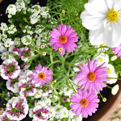 Composition floral dans un pot 
