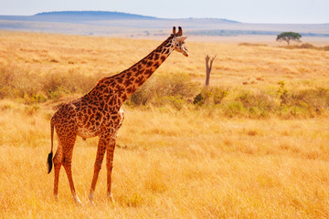 Adult giraffe standing in arid Kenyan savannah