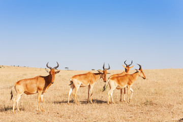 Naklejka na ściany i meble Herd of topis pasturing in Kenyan savannah, Africa