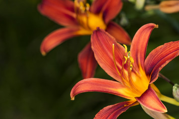 Fototapeta premium Lilie