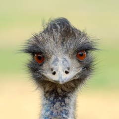 Close ostrich bird in nature
