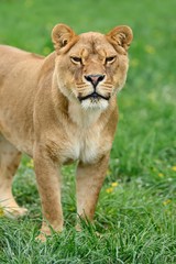 Lion in green grass