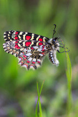 Zerynthia rumina. Butterfly in their natural environment