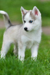 Cute little husky puppy