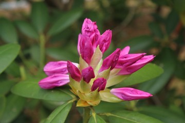 Obraz na płótnie Canvas Spring time Rhododendron flower in full bloom