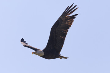 Bald eagle flying, seen in the wild in  North California